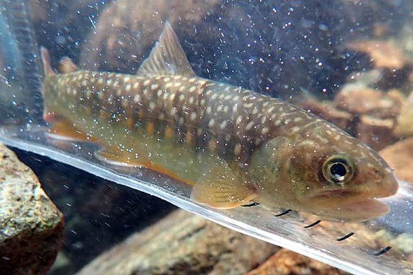 福岡近郊 渓流 フライフィッシング