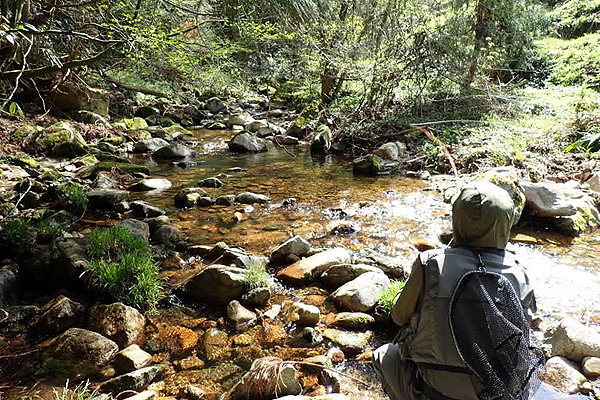 福岡近郊 渓流 フライフィッシング